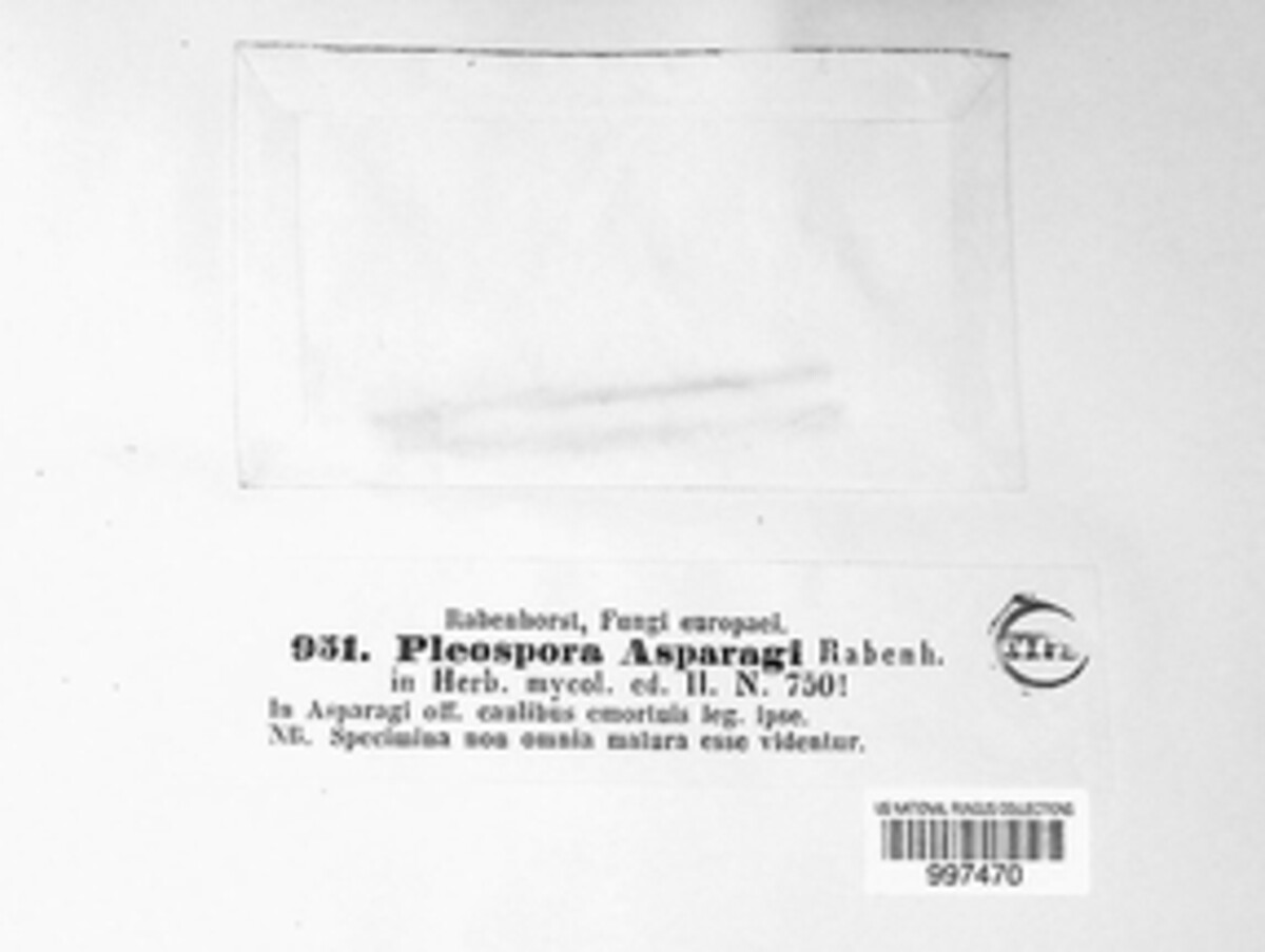 Stemphylium vesicarium image